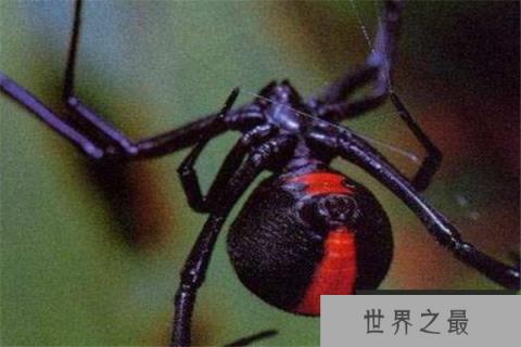 世界最毒十大蜘蛛 红背蜘蛛上榜,悉尼漏斗网蛛15分钟能致死
