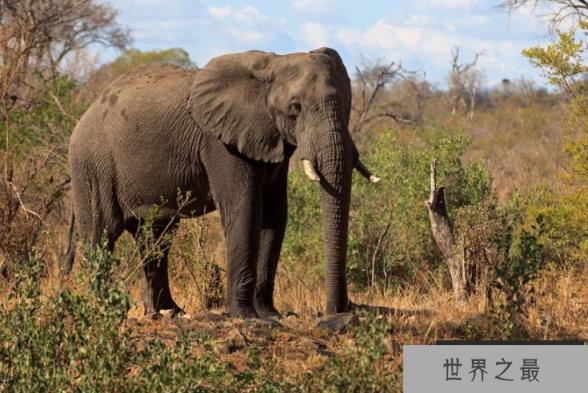 世界最聪明的十大动物排名 章鱼上榜，类人猿最聪明