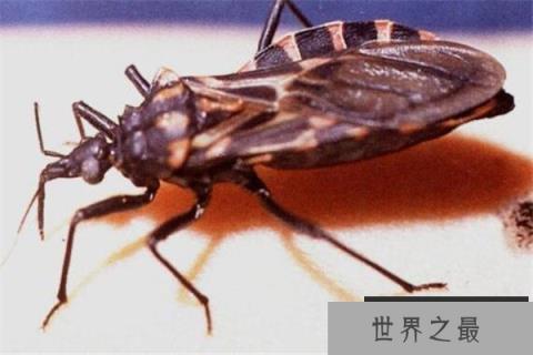 世界十大吸血鬼生物 壶夜蛾会反复叮咬，水蛭在乡村很常见