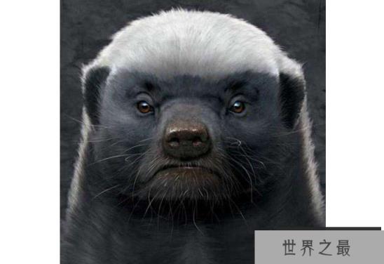 世界上最记仇的五大动物 第一名最可怕，直到死都会记得你