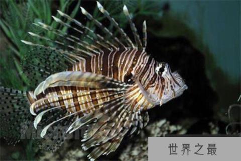 世界十大深海鱼类 线鳗科/囊头鲉亚科等你了解哪几类