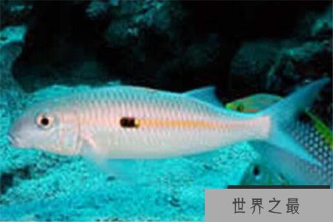 世界十大深海鱼类 线鳗科/囊头鲉亚科等你了解哪几类