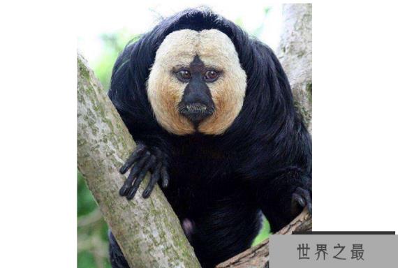 细数世界十大最奇怪的动物 长得像蝙蝠的鱼，你见过吗