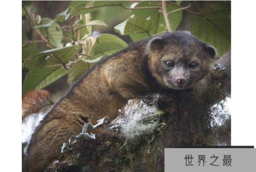 细数世界十大最奇怪的动物 长得像蝙蝠的鱼，你见过吗