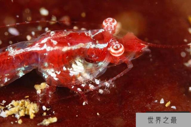 地球物种最新探索:2016年地球最新发现的15大新物种
