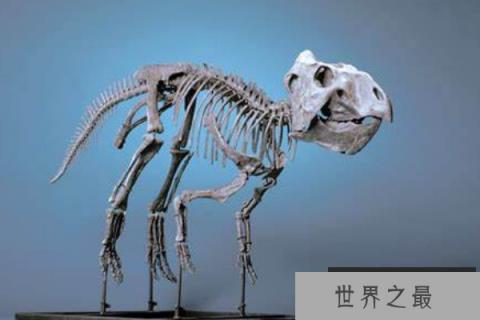 倾角龙：眼眶下长有三角形骨骼的恐龙，体长在1.8米左右