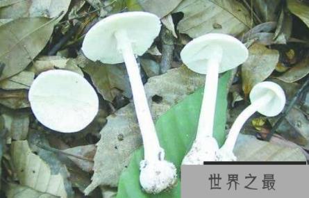 什么是白毒伞，盘点白毒伞的累累血案（50克毒死一个成年人）