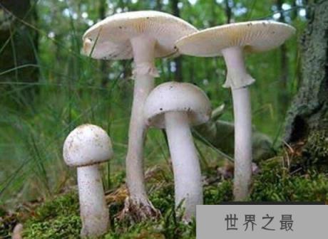 什么是白毒伞，盘点白毒伞的累累血案（50克毒死一个成年人）