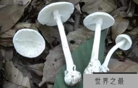 什么是白毒伞，盘点白毒伞的累累血案（50克毒死一个成年人）