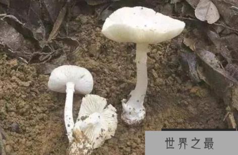 什么是白毒伞，盘点白毒伞的累累血案（50克毒死一个成年人）