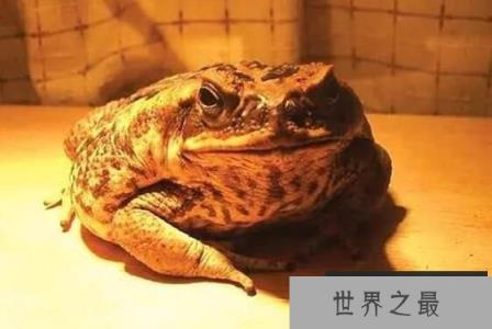 海蟾蜍到底有多大，被人们厌恶甚至消灭的真相竟是这样