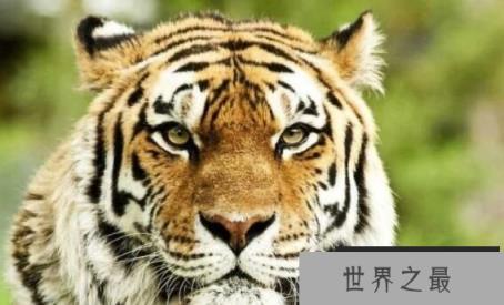 体型很小的爪哇虎数量锐减，目前该虎种灭绝成迷