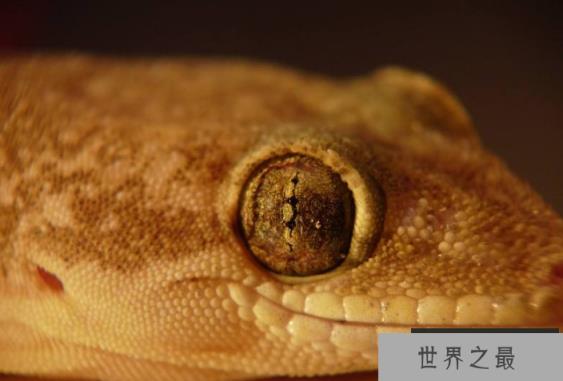 世界最奇特的十大动物的眼睛 感受不一样的视觉世界