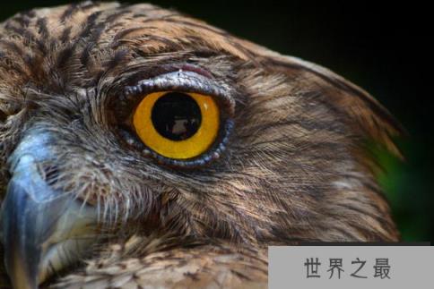 世界最奇特的十大动物的眼睛 感受不一样的视觉世界