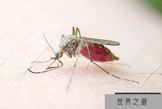 世界十大杀手动物 蚊子位列榜首,大象排第七