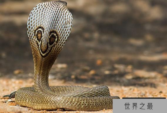 世界十大杀手动物 蚊子位列榜首,大象排第七