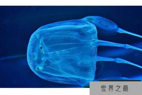 世界十大杀手动物 蚊子位列榜首,大象排第七