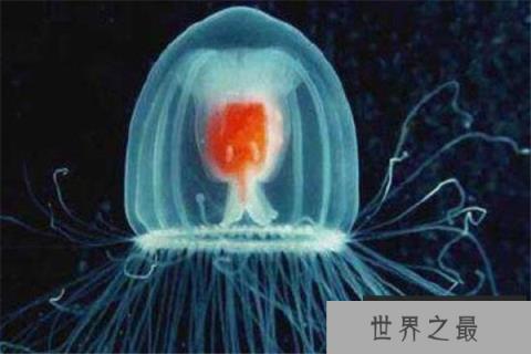 世界十大最长寿动物 乌龟无疑上榜但是最长寿的,第一能永生