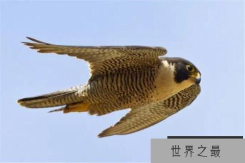 世界十大最快的动物 褐雨燕翅膀如镰刀,榜首速度秒虐好多跑车