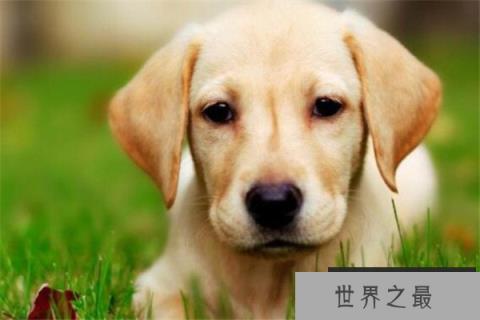 世界十大名犬智商排名 边境牧羊犬智商等同于八岁小孩