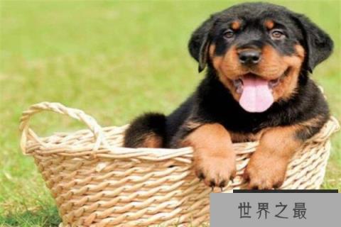 世界十大名犬智商排名 边境牧羊犬智商等同于八岁小孩