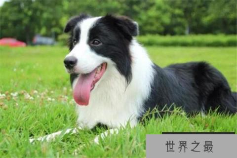 世界十大名犬智商排名 边境牧羊犬智商等同于八岁小孩