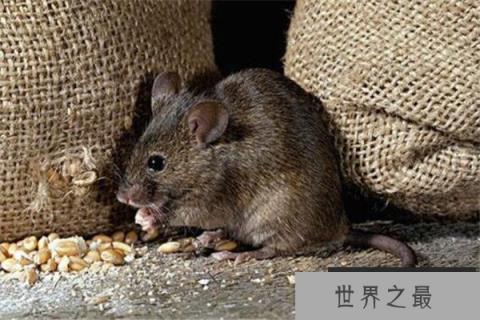 世界十大智商最高的动物 猪上榜,第三和人类DNA有99%相似之处