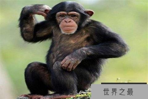 世界十大智商最高的动物 猪上榜,第三和人类DNA有99%相似之处