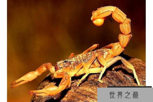 世界最毒的十大蝎子 印度红蝎死亡率高达40%