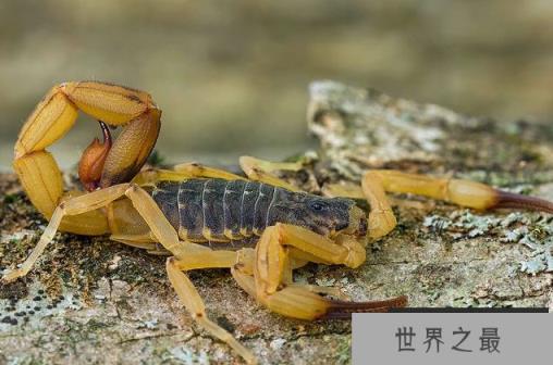世界最毒的十大蝎子 印度红蝎死亡率高达40%