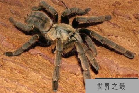 世界十大最毒蜘蛛 黄囊蛛上榜,花边鸟蛛一口可能让人昏迷不醒