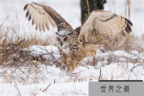 世界十大猛禽实力排名 食猿雕上榜，很多大动物不敌猛雕