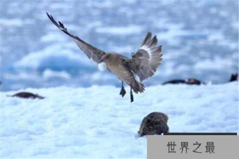 世界十大猛禽实力排名 食猿雕上榜，很多大动物不敌猛雕