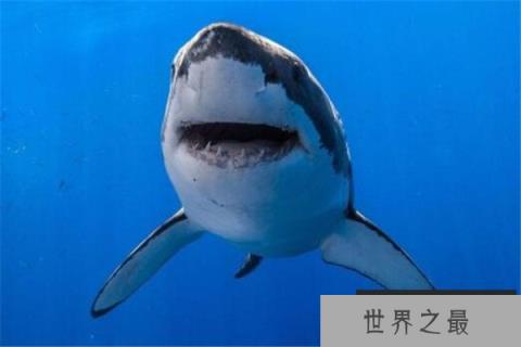世界十大危险动物排名 大象上榜，第七个你肯定知道