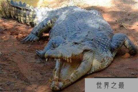 世界十大危险动物排名 大象上榜，第七个你肯定知道
