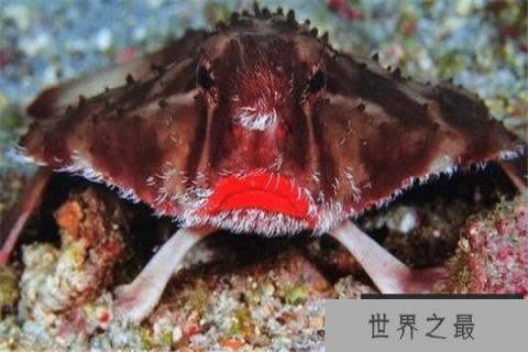 世界十大最丑动物 精灵鲨想变异了似的,第四丑到有点恐怖