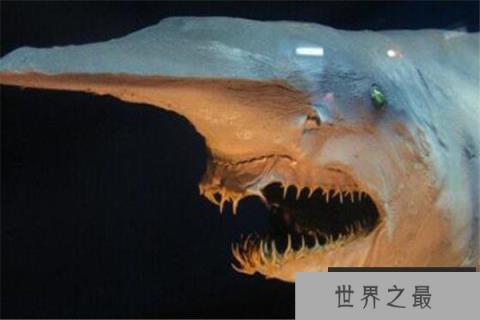 世界十大最丑动物 精灵鲨想变异了似的,第四丑到有点恐怖