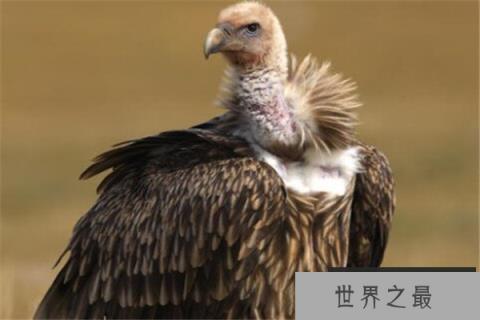 世界十大最丑动物 精灵鲨想变异了似的,第四丑到有点恐怖