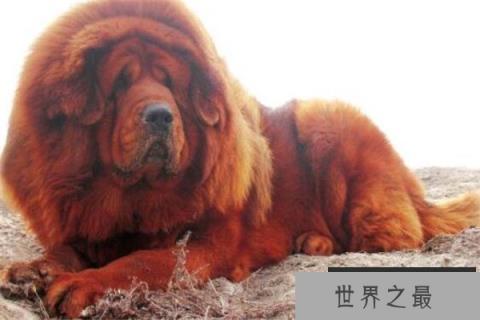 世界十大最贵的动物 雄蜣螂需89000美元,萨凡纳猫养起来也很贵