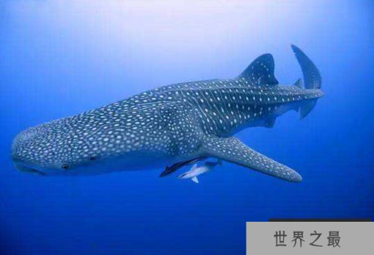 世界最重的十大动物 蓝鲸位列榜首,体重达180吨