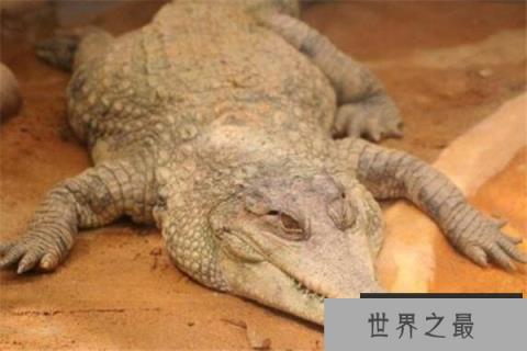 世界十大鳄鱼 恒河鳄喜欢攻击人类,你认识哪几个