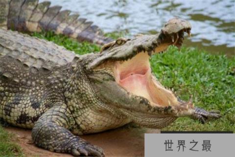 世界十大鳄鱼 恒河鳄喜欢攻击人类,你认识哪几个