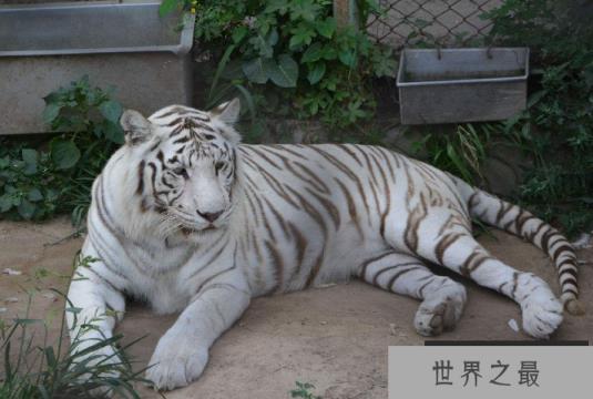 世界最漂亮的十大动物 白虎排第一,黑豹上榜