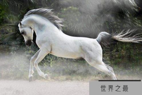 世界最漂亮的十大动物 白虎排第一,黑豹上榜