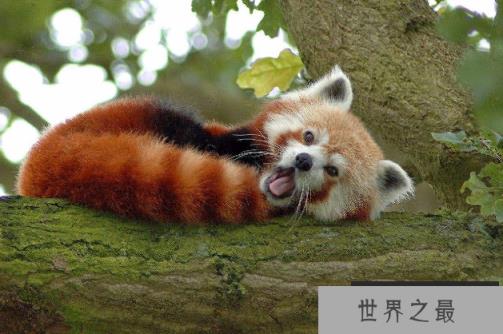 世界最漂亮的十大动物 白虎排第一,黑豹上榜