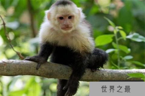 世界十大最珍稀猴子 卷尾猴性情温顺，绒猴体型全球最小