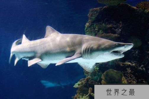 世界十大最厉害的鲨鱼 虎鲨位列榜首,达摩鲨上榜