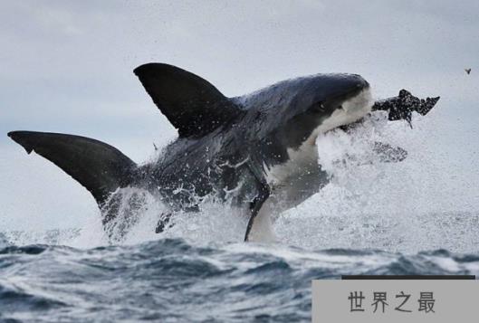 世界十大最厉害的鲨鱼 虎鲨位列榜首,达摩鲨上榜