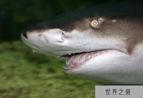 世界十大最厉害的鲨鱼 虎鲨位列榜首,达摩鲨上榜