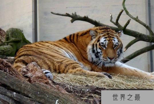 世界最著名十大动物园 赫尔辛基位列第一,中国无一上榜